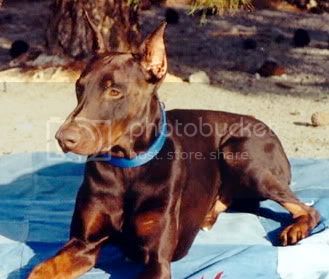 Eiko Germania | Brown Doberman Pinscher