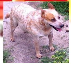 Allecram's Cherokee Rw | Australian Cattle Dog 