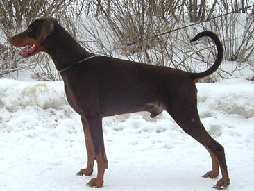 Walldobes Red Ranger | Brown Doberman Pinscher