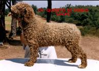 Quesito de Domus old | Spanish Water Dog 