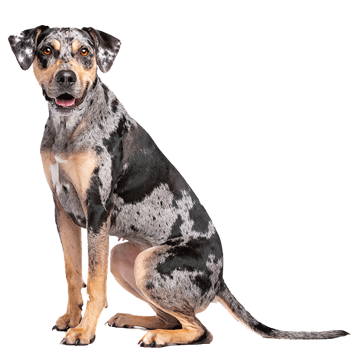 Catahoula Leopard Dog