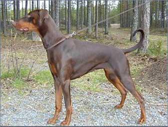 Walldobes Ocra Obelia | Brown Doberman Pinscher