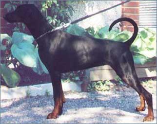 Walldobes Klea Kapricia | Black Doberman Pinscher