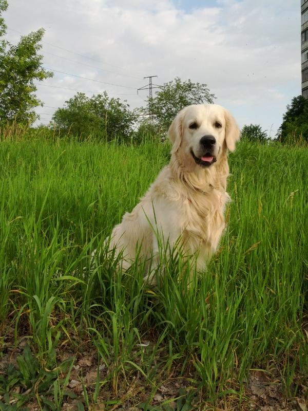 Sabur | Golden Retriever 