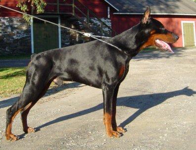 Ri Palladium Gladiator | Black Doberman Pinscher