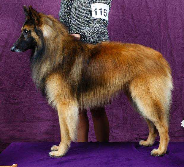 Kindred Special Agent Gibbs | Belgian Tervuren 