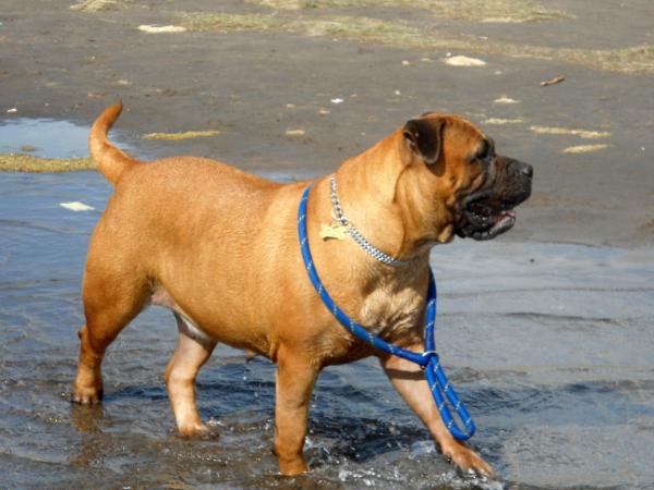 JAZMIN CHEBAR ALMA STONE | Bullmastiff 