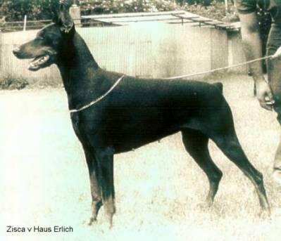 Zisca v. Hause Erlich | Black Doberman Pinscher