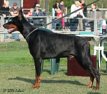 Voyager Betelges | Black Doberman Pinscher