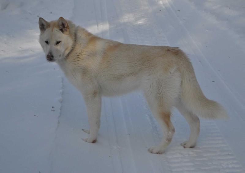 Nordiclight's White Zombie | Alaskan Malamute 