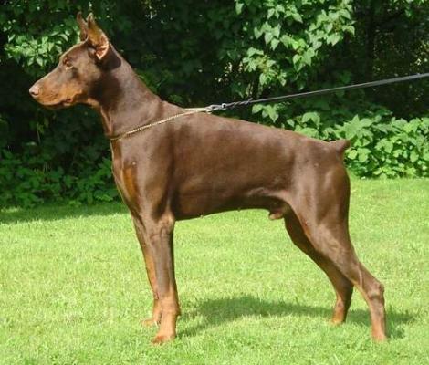 Ali v.h. Wantishof | Brown Doberman Pinscher