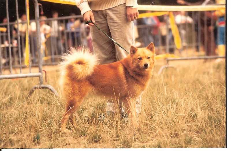 VANIKA de Snapeside | Finnish Spitz 