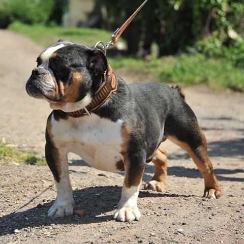 RheinlandBulls Joseph Of NBBZ | Olde English Bulldogge 