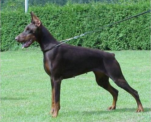 Wallis Niki Of Tanderberg | Brown Doberman Pinscher