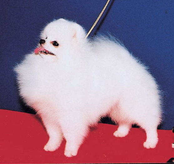Bao Shern Jiunn of Chiao Li Ya | Pomeranian 