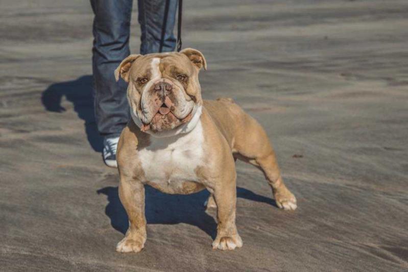 Suncitys Diesel | Olde English Bulldogge 