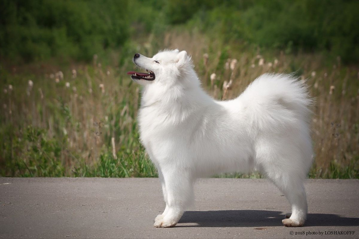 Sokrovishe Nazii | Samoyed 