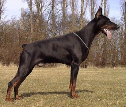 Argo Arlen Black Ballerina | Black Doberman Pinscher