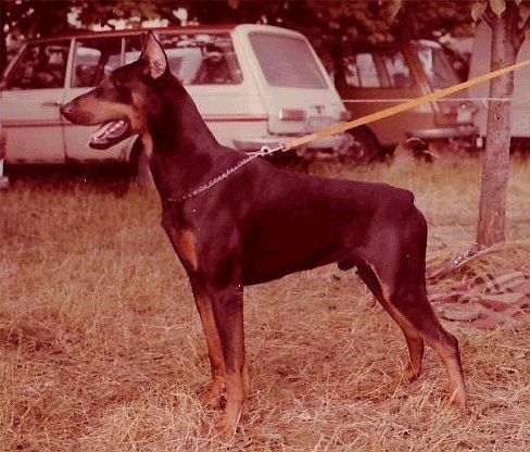 Negro v. Strengbach | Black Doberman Pinscher