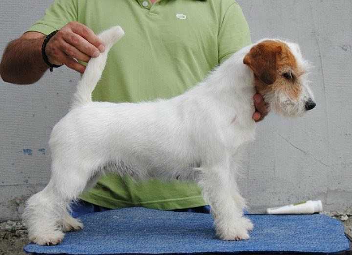 Heartily Mamma Mia | Jack Russell Terrier 