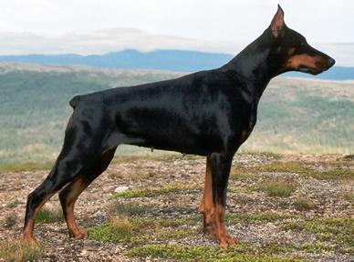 Yanta v.h. Wantishof | Black Doberman Pinscher