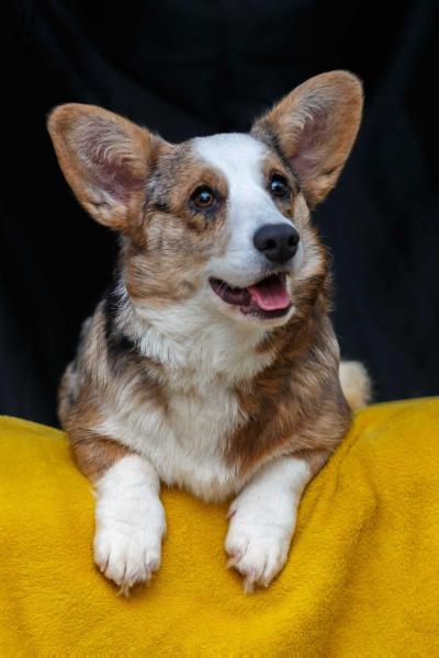 AETHWY GET ALONG | Cardigan Welsh Corgi 