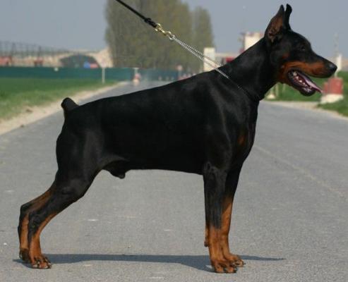 F'Hiram-Abif Royal Bell | Black Doberman Pinscher