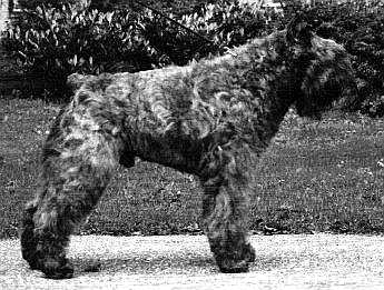 Pjer Diana v.d. Overstort | Bouvier des Flandres 