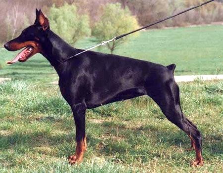 Eboni v. Residenzschloss | Black Doberman Pinscher