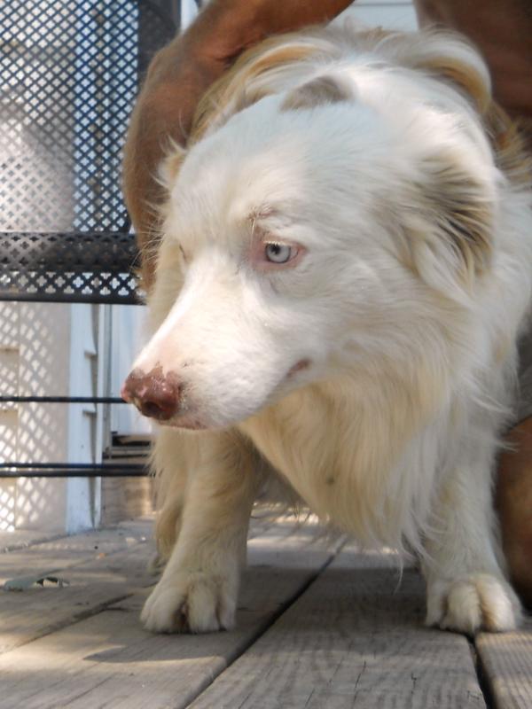 Ghost | Border Collie 