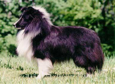 Carmylie Keltic Blacksmith | Shetland Sheepdog 