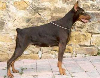 Arizona Royal Bell | Brown Doberman Pinscher