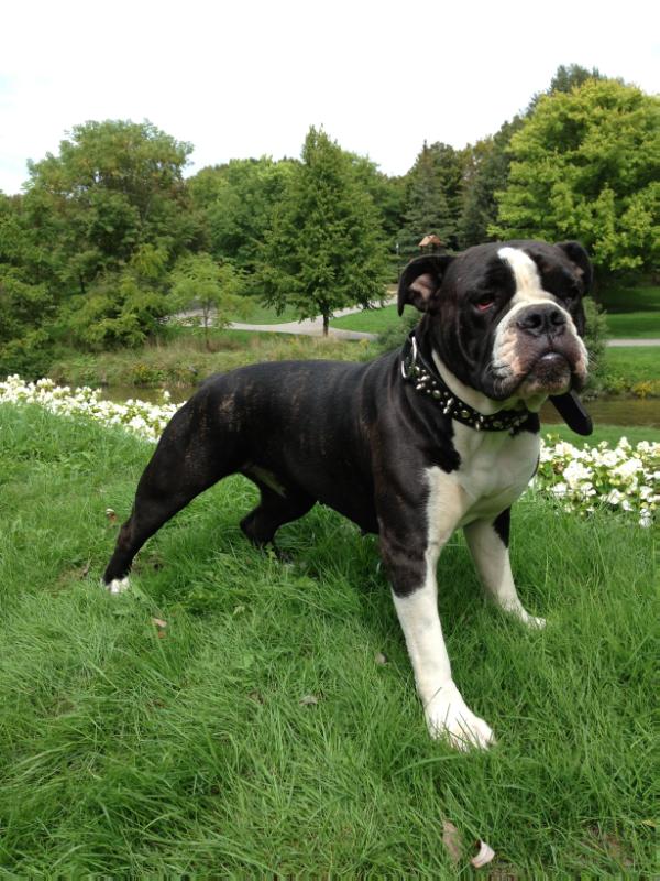 SOUSA'S AMORA | Olde English Bulldogge 