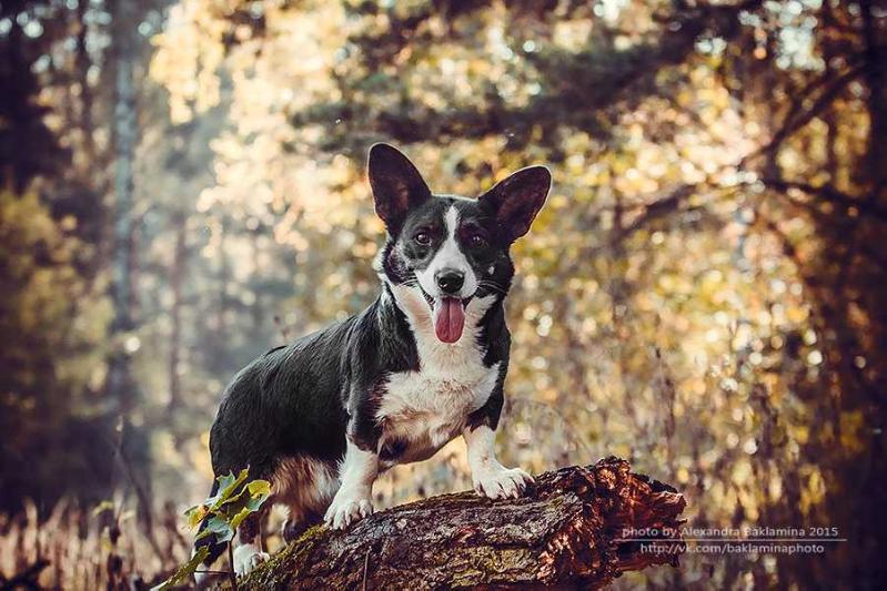 Zhacardi Amalia | Cardigan Welsh Corgi 