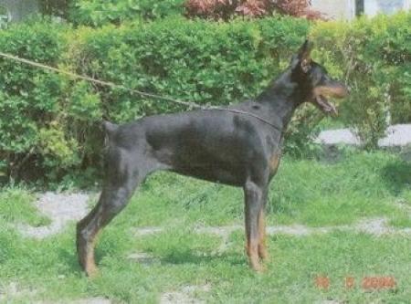 Feeby Arizona Royal Bell | Black Doberman Pinscher