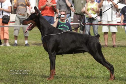 Faery Royal Bell | Black Doberman Pinscher