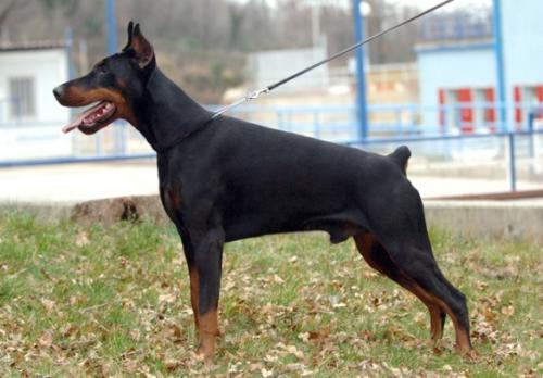 Feres Royal Bell | Black Doberman Pinscher