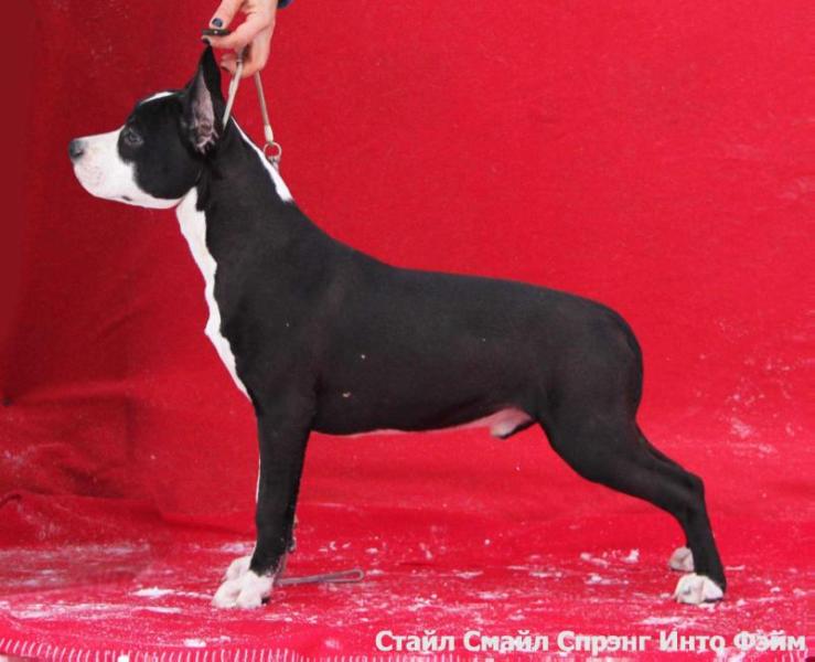 Style Smile Sprang Into Fame | American Staffordshire Terrier 