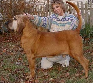 Sherick's Red Hot Razberry T | Bloodhound 