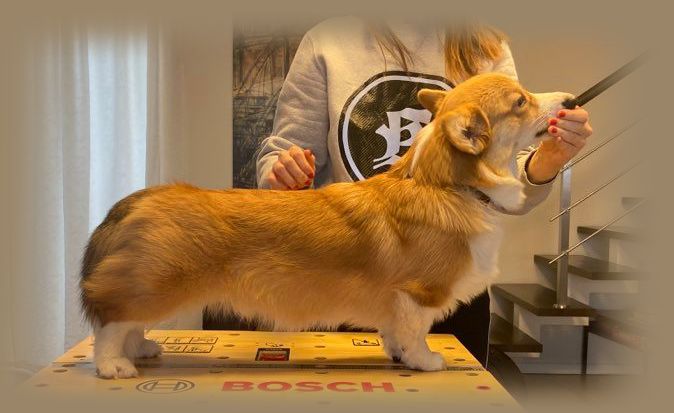 Unbelievable Brighton Karališki Šunys | Pembroke Welsh Corgi 