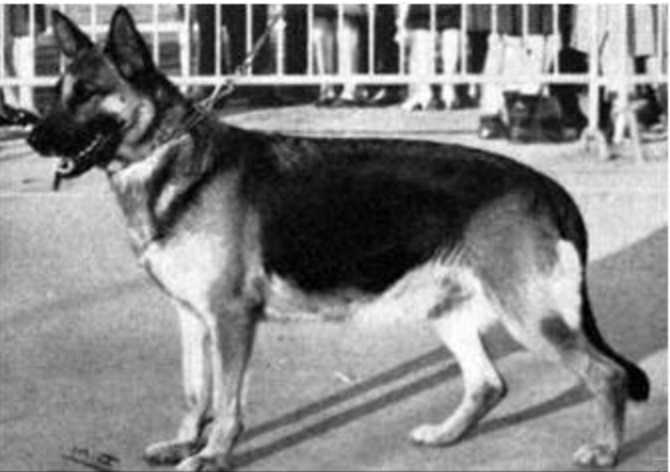 Gladys von der Burg Waldeck | German Shepherd Dog 