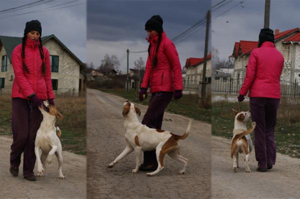 Alice in Wonderland Alaunt-M | American Bulldog 