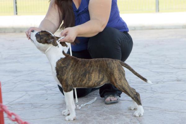 Fly To Win Brindle Queen | American Staffordshire Terrier 
