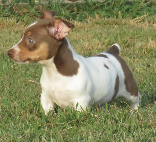 Aspen's Sneaky Moon | Teddy Roosevelt Terrier 