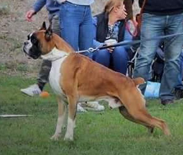 Camp-Nou Alonso | Boxer 