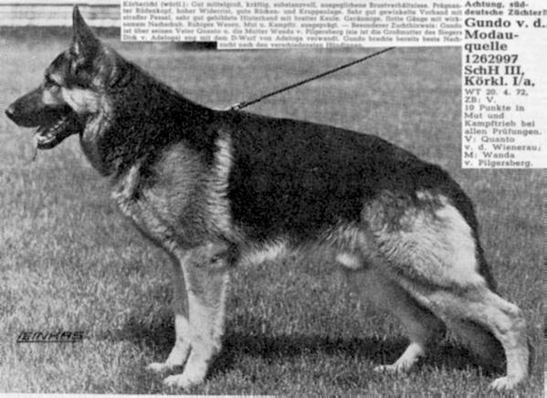 Gundo von der Modauquelle | German Shepherd Dog 