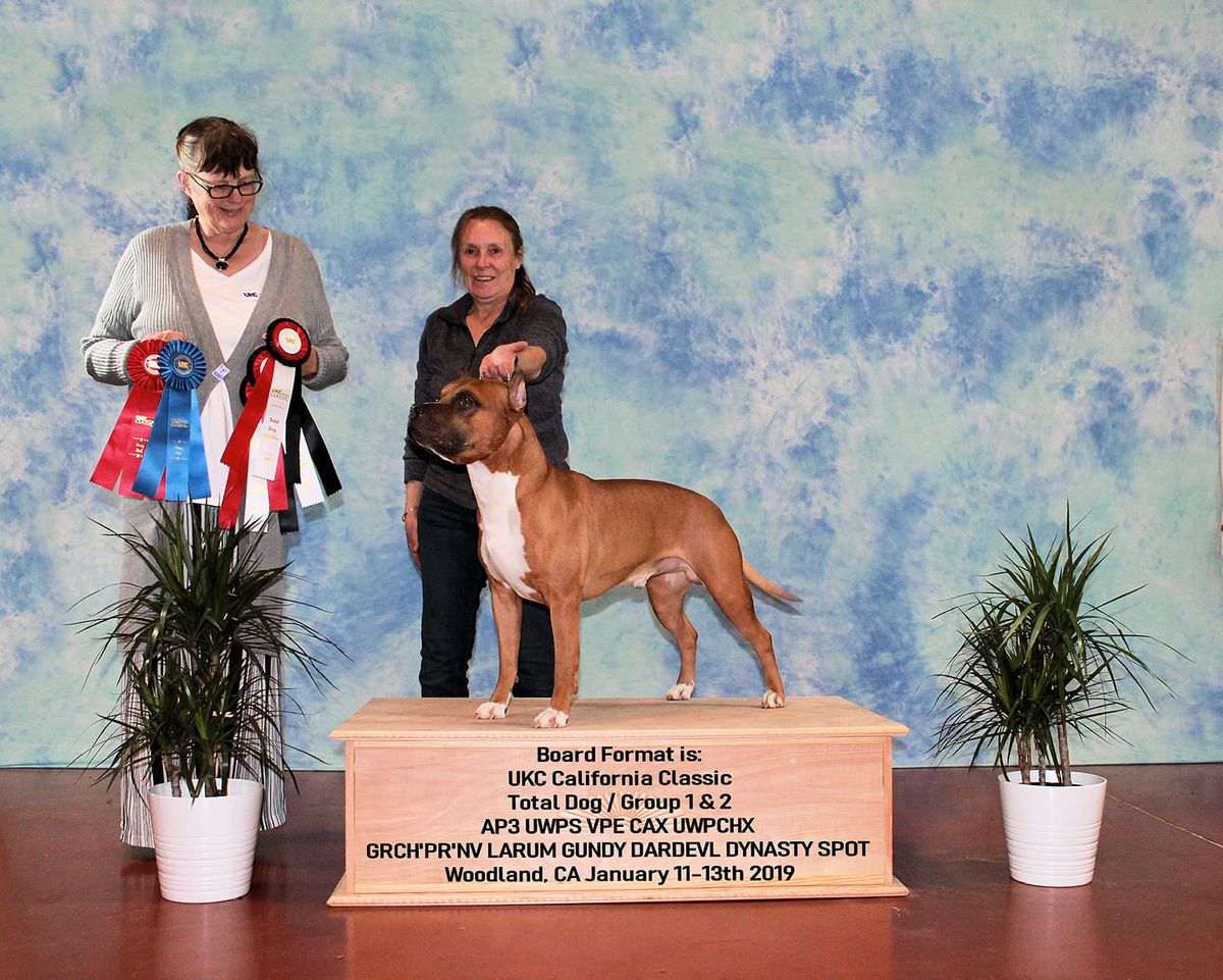 NV Larum Gundy Dardvl Dynasty SPOT | American Pit Bull Terrier 