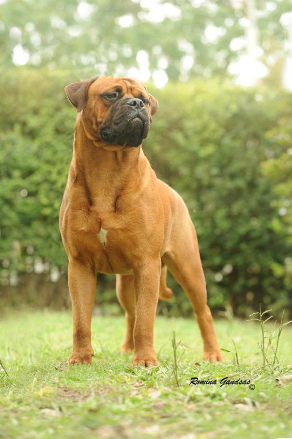 DELIRI DEL GORG NEGRE | Bullmastiff 