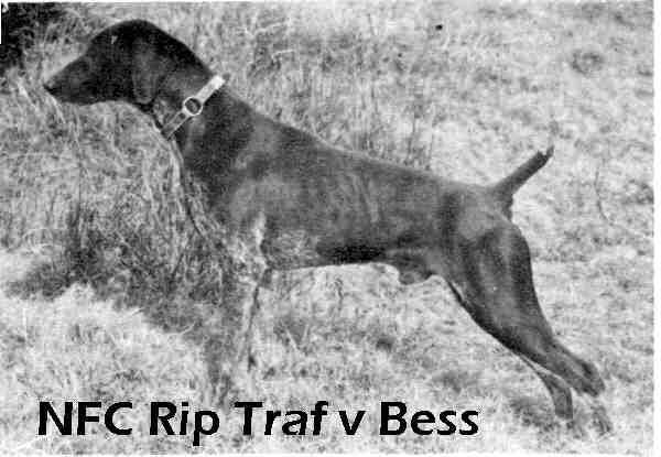 Rip Traf von Bess | German Shorthaired Pointer 