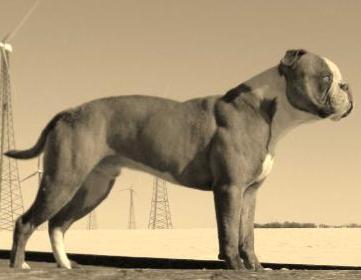 Herber/Theeler's Cyrus the Virus of Family 1st | American Bulldog 